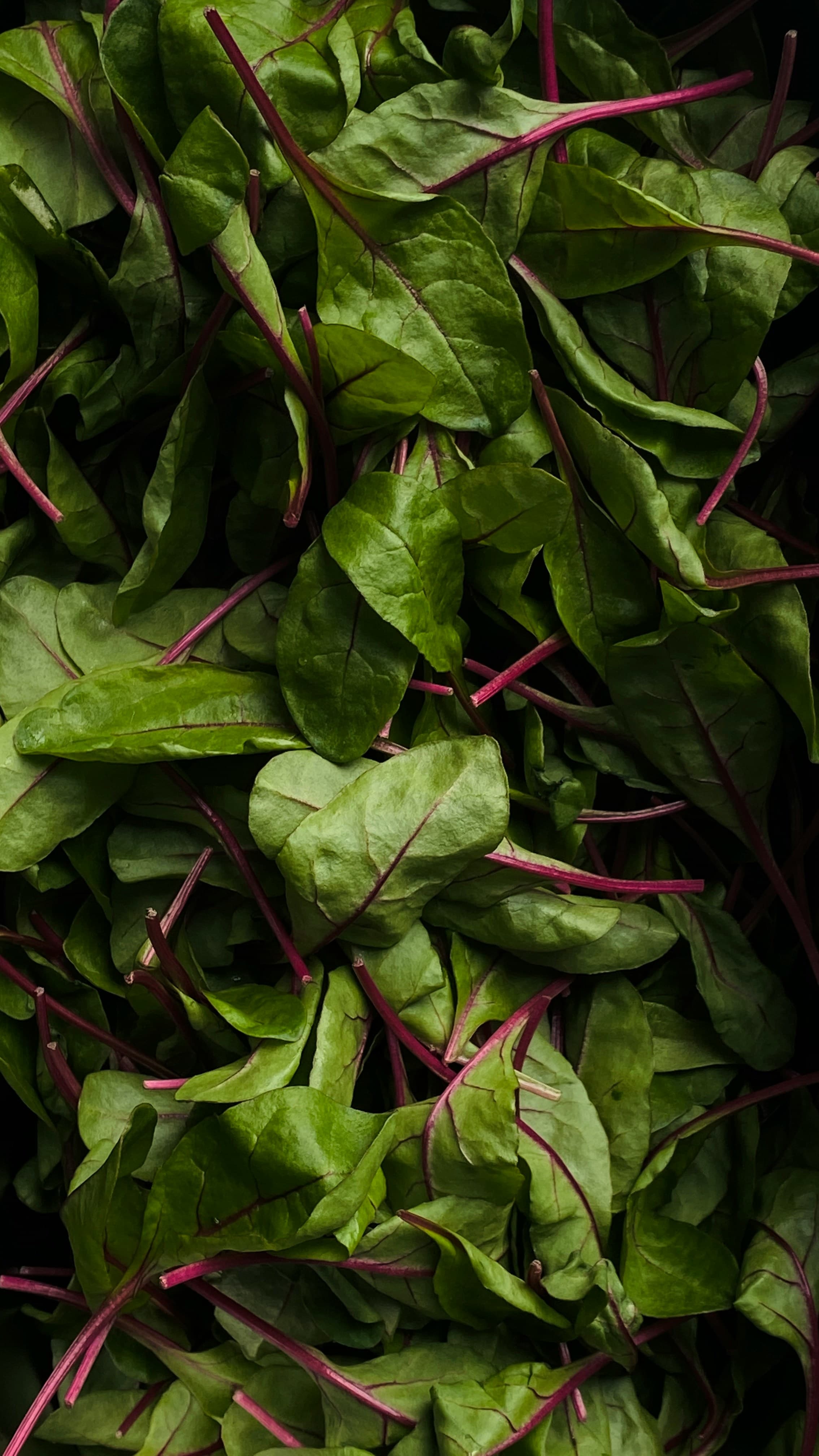 Swiss Chard Harvest